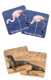 Memorice_plus_fauna_2
